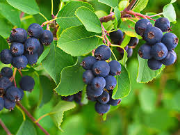 Ірга Смоукі( саджанець, дворічний)