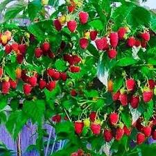 Малинове дерево Богатир(саджанець, дворічний)