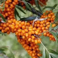 Саджанці обліпихи Адам+Августина(пара)