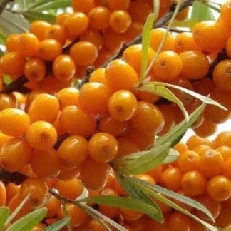 Саджанці обліпихи Мара