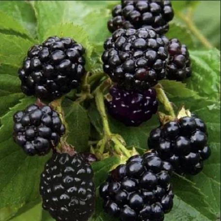 Ожина Натчез(саджанець, дворічний)