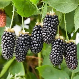 Ожина Карака Блек( саджанець, однорічний)