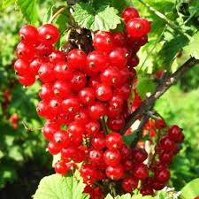 Саджанці смородини Асора