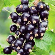 Саджанці смородини Вернісаж