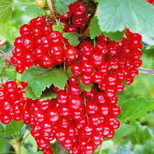 Саджанці смородини Гіганта