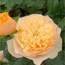 Саджанці англійських піоноподібних троянд Вувузела Голд