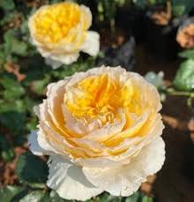 Саджанці англійських піоноподібних троянд Гайд Парк