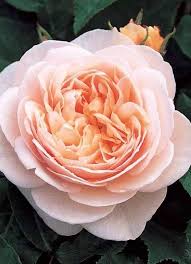 Саджанці англійських піоноподібних троянд Джульєт