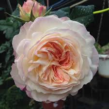 Саджанці англійських піоноподібних троянд Кейра