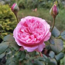 Саджанці англійських піоноподібних троянд Кері