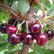 Черешня Бігаро Бурлат (саджанець, трьохрічний)