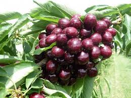 Черешня Валерій Чкалов (саджанець, трьохрічний)