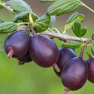 Саджанці йошти