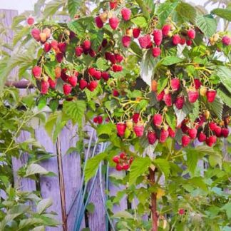 Малинове Дерево