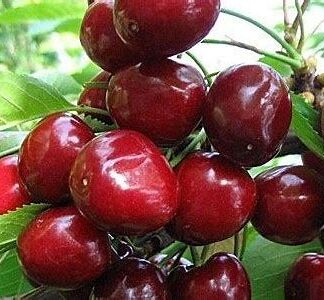 Черешня Стоккато (саджанець, дворічний)