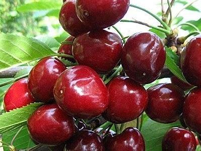 Черешня Стоккато (саджанець, дворічний)