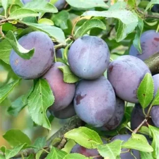 Слива Штутгарт (саджанець, дворічний)