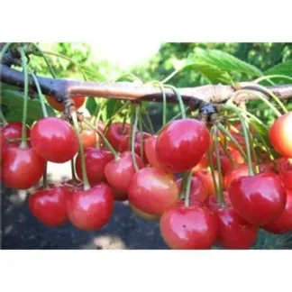 Черешня Розовинка Рання (саджанець, дворічний)