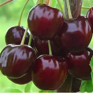Черешня Регіна (саджанець, дворічний)