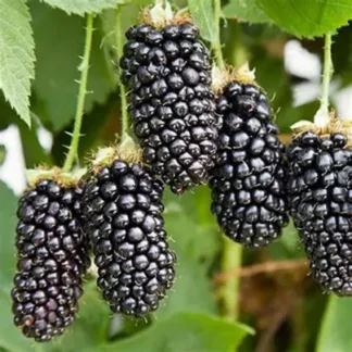 Ожина Кіова (саджанець, дворічний)