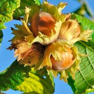 Саджанці фундука Барселонський (сіянець) / дворічний