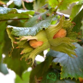 Саджанці фундука Боровський (сіянець) / трирічний