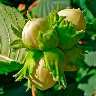 Саджанці фундука Долинський (сіянець) / трирічний