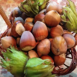 Саджанці фундука Керасунд \ дворічний