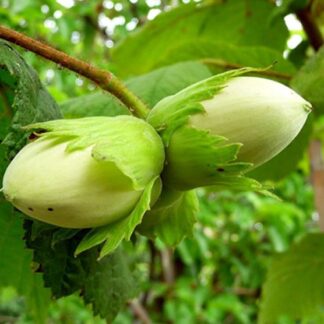 Саджанці фундука Косфорд / дворічний