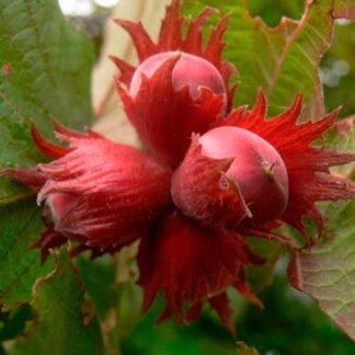 Саджанці фундука Ламберта / трирічний