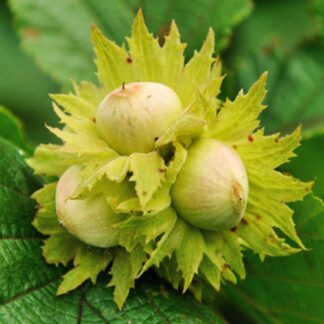 Саджанці фундука Морозівський / трирічний