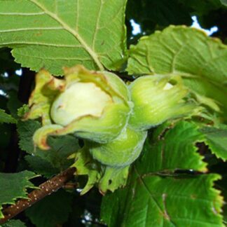 Саджанці фундука Ноттінгемський / дворічний