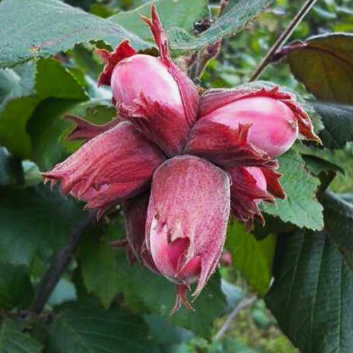 Саджанці фундука Сірена (сіянець) / дворічний