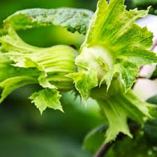 Саджанці фундука Степовий (сіянець) / дворічний