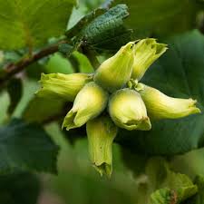 Саджанці фундука Трапезунд (сіянець) / дворічний