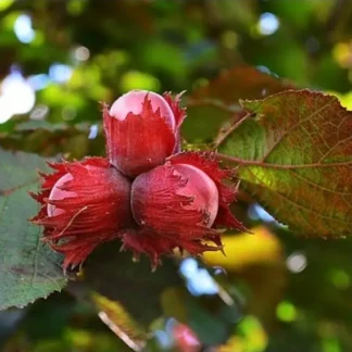 Саджанці фундука Варшавський / трирічний