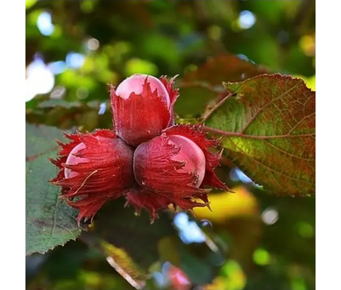 Саджанці фундука Варшавський (сіянець) / трирічний