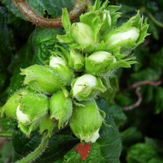 Саджанці фундука Вебба Цінний (сіянець) / дворічний