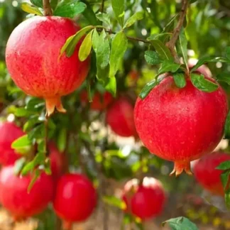 Саджанці гранату Азіатський