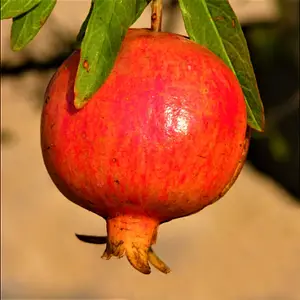 Саджанці гранату Галюша (черенкований)