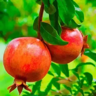 Саджанці гранату Нікітський Ранній