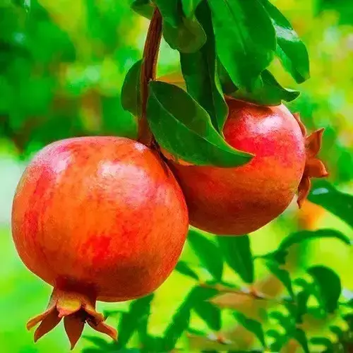 Саджанці гранату Нікітський Ранній