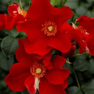 Саджанці грунтопокривних троянд Олександр фон Гумбольдт