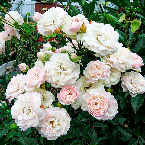 Саджанці грунтопокривних троянд Свані