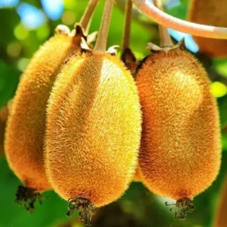 Саджанці ківі Бруно / дворічний