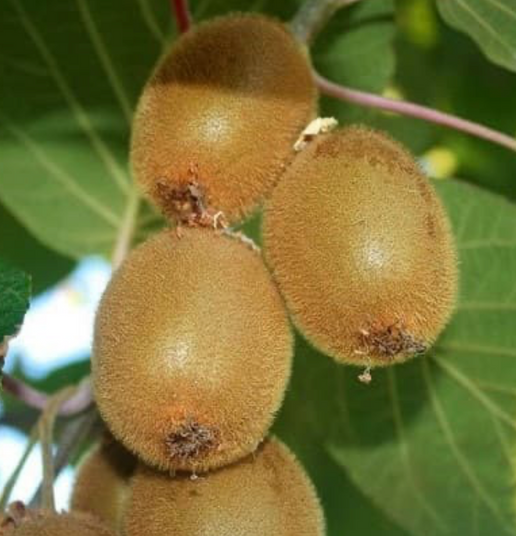 Саджанці ківі Соло / однорічний