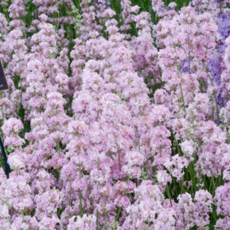 Саджанці лаванди Rosea