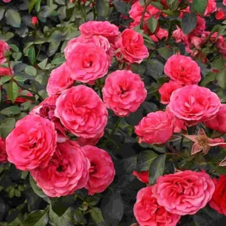 Саджанці плетистих троянд Антік