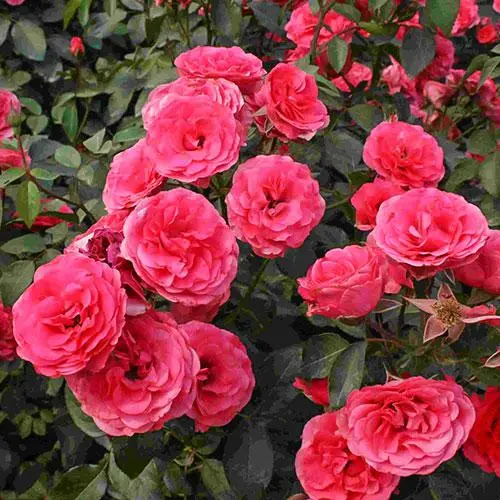 Саджанці плетистих троянд Антік