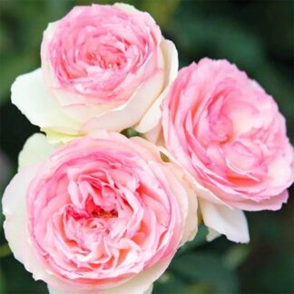 Саджанці плетистих троянд Еден Роуз